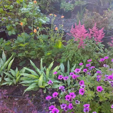 Brambles Bed And Breakfast Tiverton  Εξωτερικό φωτογραφία